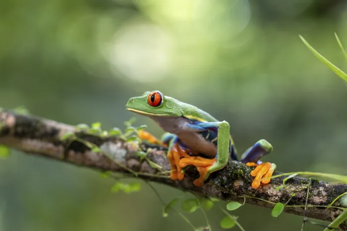 Framed Print : Red-eyed tree frog (Agalychnis callidryas)