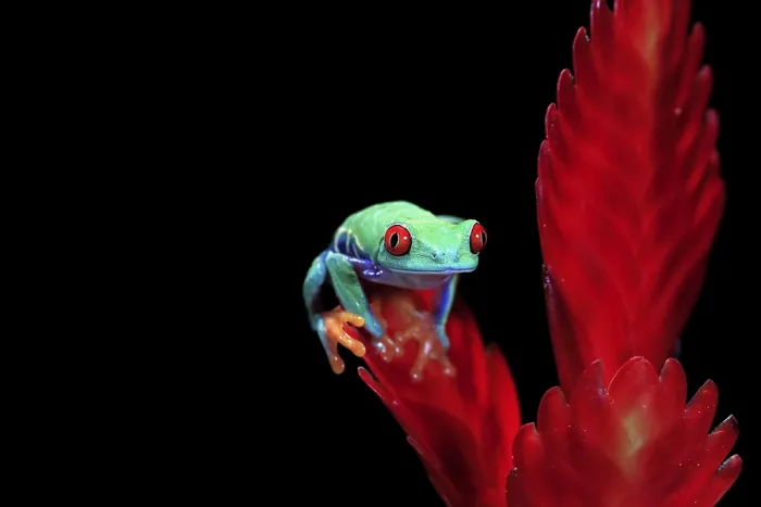 Framed Print : Red-eyed tree frog (Agalychnis callidryas)