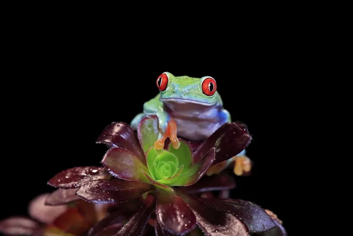 Framed Print : Red-eyed tree frog (Agalychnis callidryas) Framed Print : Red-eyed tree frog (Agalychnis callidryas)