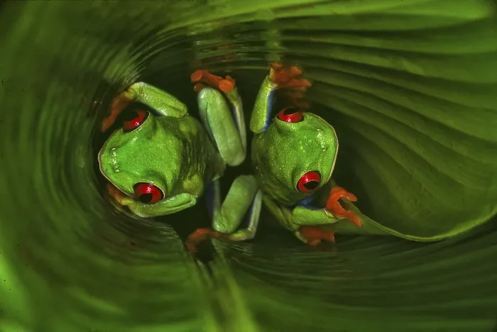 Framed Print : Red-eyed tree frog (Agalychnis callidryas)