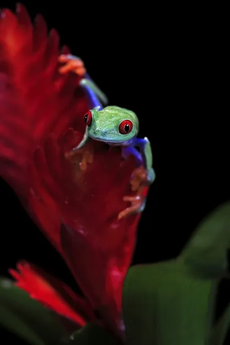 Framed Print : Red-eyed tree frog (Agalychnis callidryas) Framed Print : Red-eyed tree frog (Agalychnis callidryas)