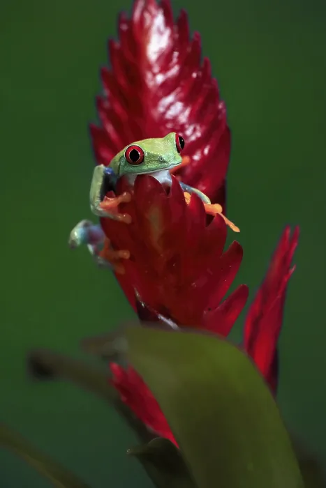 Framed Print : Red-eyed tree frog (Agalychnis callidryas) Framed Print : Red-eyed tree frog (Agalychnis callidryas)