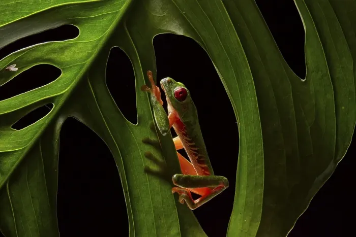 Framed Print : Red-eyed tree frog (Agalychnis callidryas) on leaf of a Philodendron