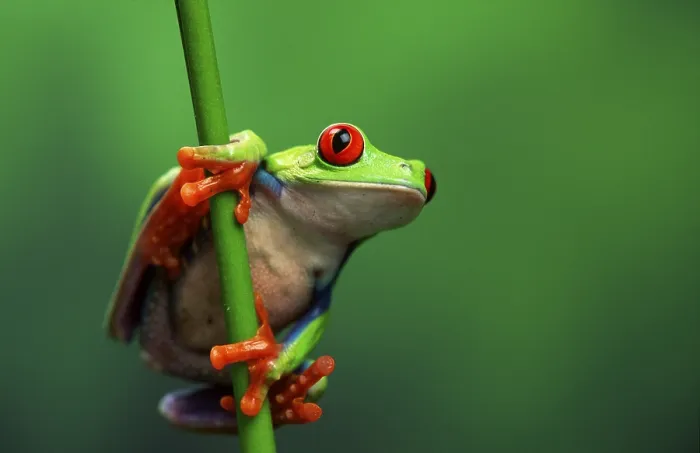 Framed Print : Red-eyed tree frog (Agalychnis callidryas), male