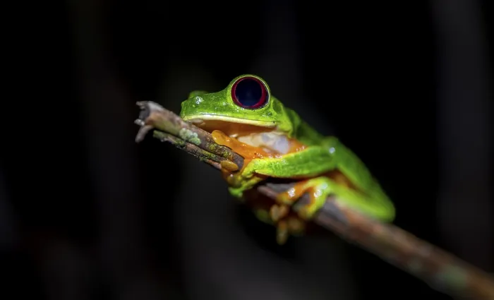 Framed Print : Red-eyed tree frog (Agalychnis callidryas) sitting on a stem