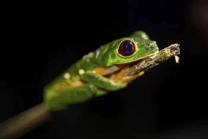 Framed Print : Red-eyed tree frog (Agalychnis callidryas) sitting on a stem Framed Print : Red-eyed tree frog (Agalychnis callidryas) sitting on a stem