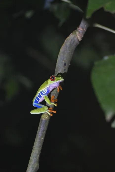 Framed Print : Red-eyed tree frog in a rainforest in Costa Rica