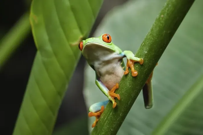 Framed Print : Red-eyed Treefrog (Agalychnis callidryas)