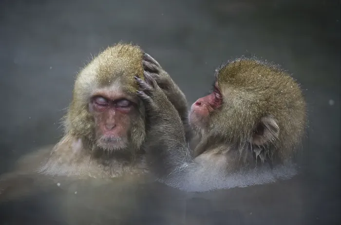 Framed Print : Red-faced macaque, Red-faced macaque