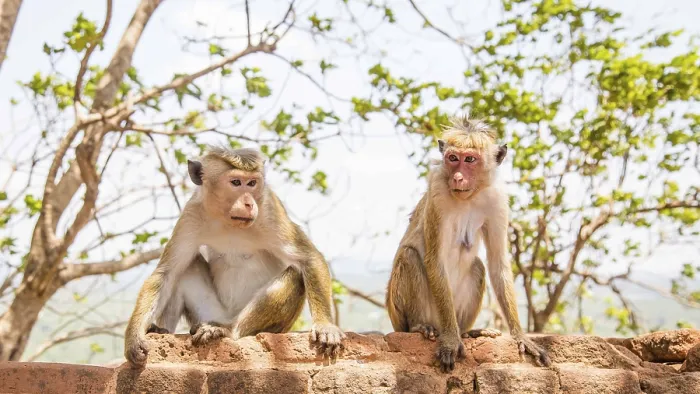 Framed Print : Red faces macaque on top of the SIgiriya mountain in Sri Lanka