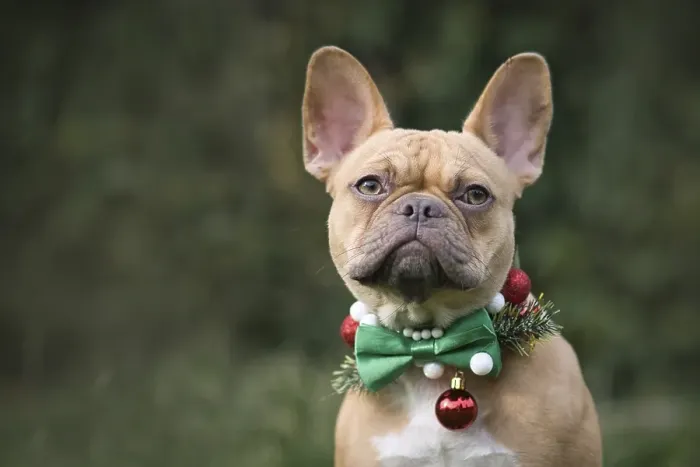 Framed Print : Red fawn French Bulldog dog wearing seasonal Christmas collar with green bow tie on blurry green background with copy Framed Print : Red fawn French Bulldog dog wearing seasonal Christmas collar with green bow tie on blurry green background with copy