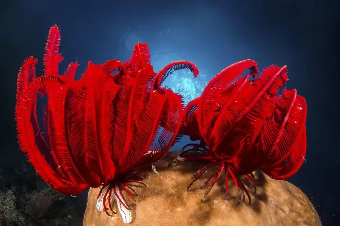 Framed Print : Two Red feather star (Himerometra robustipinna)