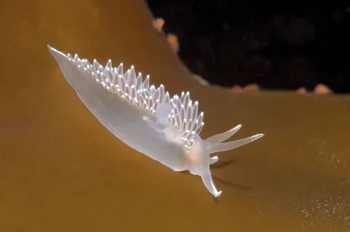 Framed Print : Red-finger Nudibranch (Flabellina verrucosa)