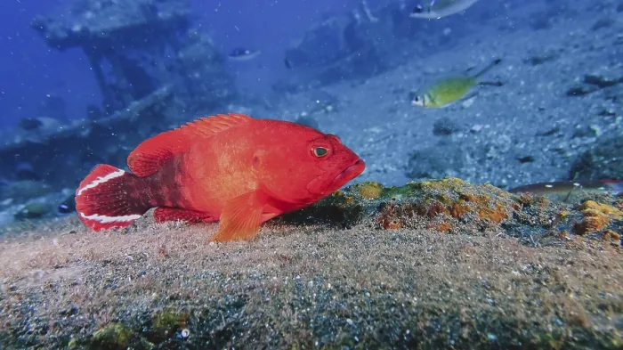 Framed Print : A red fish fire grouper (Cephalopholis urodeta) sits on the seabed surrounded by other sea creatures