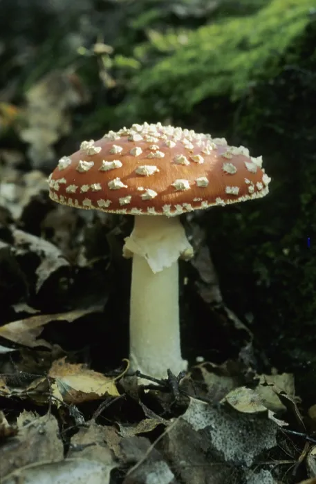 Framed Print : Red fly agaric (Amanita muscaria)