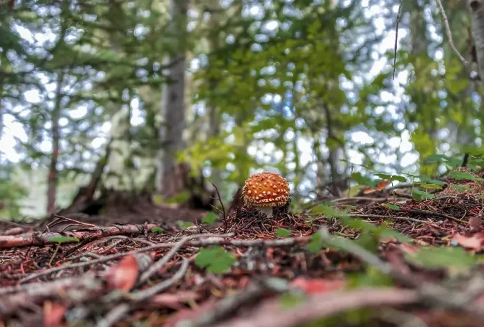 Framed Print : Red Fly agaric (Amanita muscaria) at the forest floor in the deciduous forest