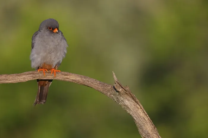 Framed Print : Red-footed Falcon, (Falco vespertinu)