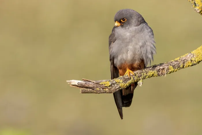Framed Print : Red-footed falcon (Falco vespertinus) Framed Print : Red-footed falcon (Falco vespertinus)