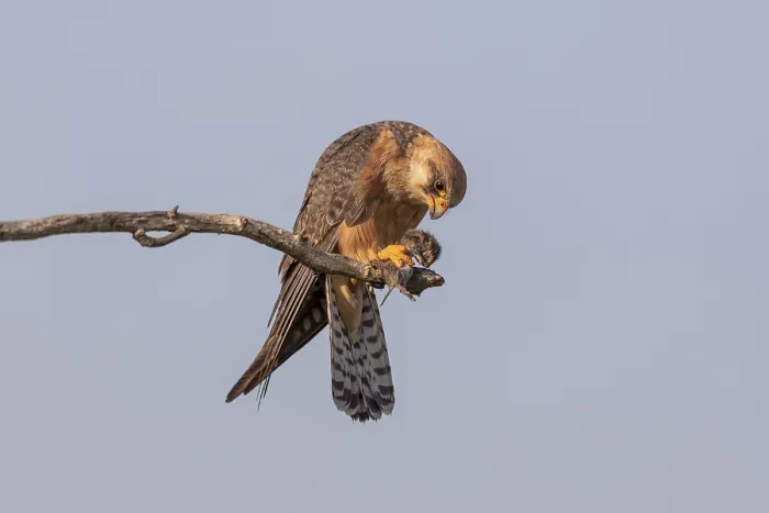 Framed Print : Red-footed falcon (Falco vespertinus) Framed Print : Red-footed falcon (Falco vespertinus)