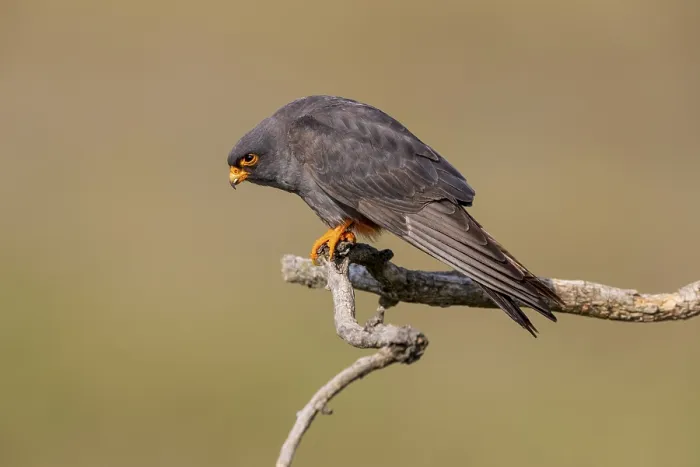 Framed Print : Red-footed falcon (Falco vespertinus)