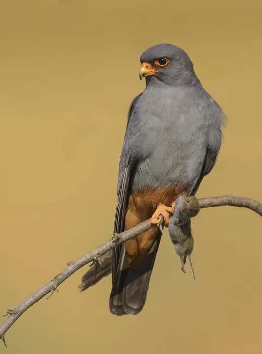 Framed Print : Red-footed falcon (Falco vespertinus) Framed Print : Red-footed falcon (Falco vespertinus)