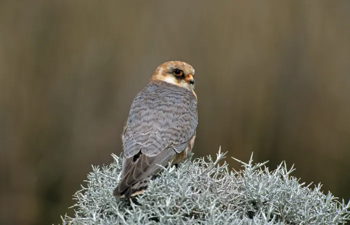 Framed Print : Red-footed Falcon (Falco vespertinus) adult female on bush Framed Print : Red-footed Falcon (Falco vespertinus) adult female on bush