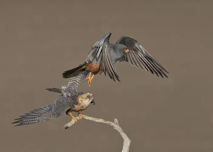 Framed Print : Red-footed Falcon (Falco vespertinus) adult pair Framed Print : Red-footed Falcon (Falco vespertinus) adult pair
