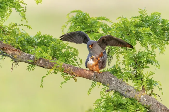 Framed Print : Red-footed falcon (Falco vespertinus) copulation on branch Framed Print : Red-footed falcon (Falco vespertinus) copulation on branch