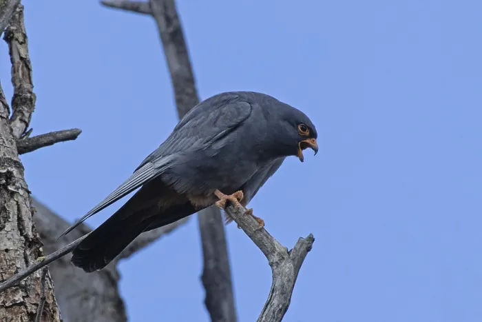 Framed Print : Red-footed Falcon male with open beak sitting on branch looking right in front of blue sky