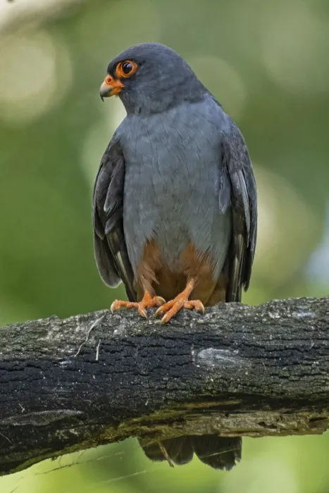 Framed Print : Red-footed Falcon male sitting on a branch looking from the left