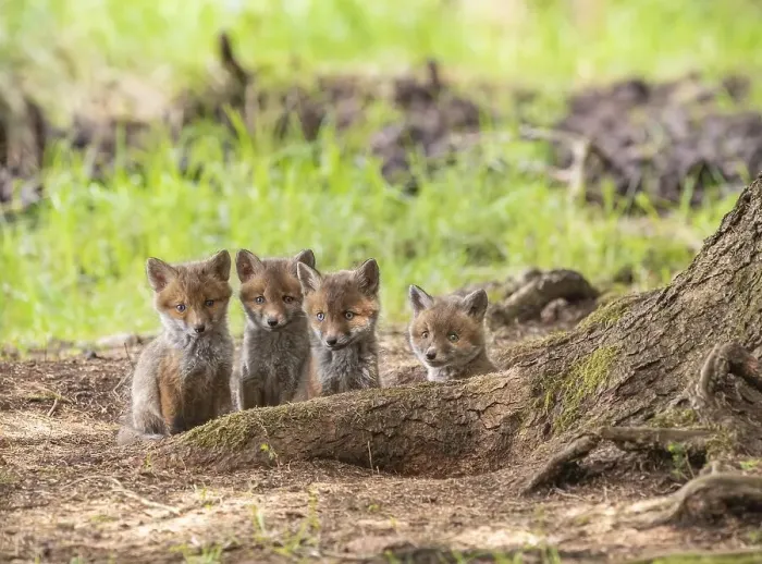 Framed Print : Four red fox cubs (Vulpes vulpes) in front of the foxhole