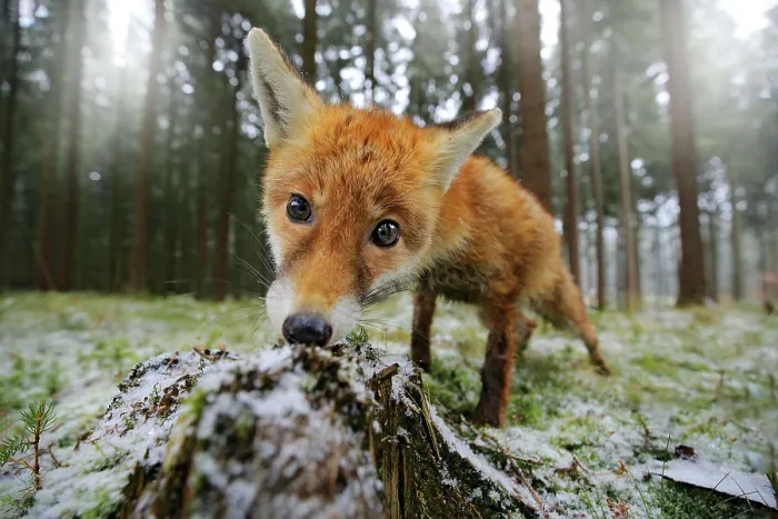 Framed Print : Red fox in the nature forest habitat wide angle lens picture