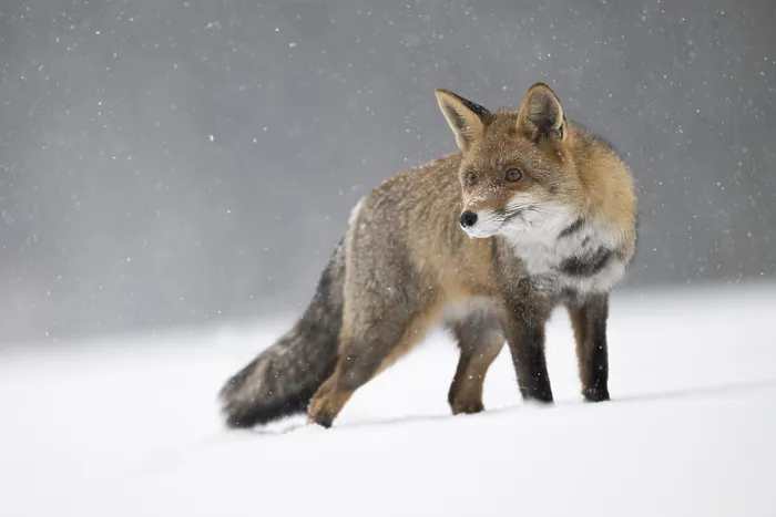 Framed Print : Red fox in the snow, Steinborn Framed Print : Red fox in the snow, Steinborn