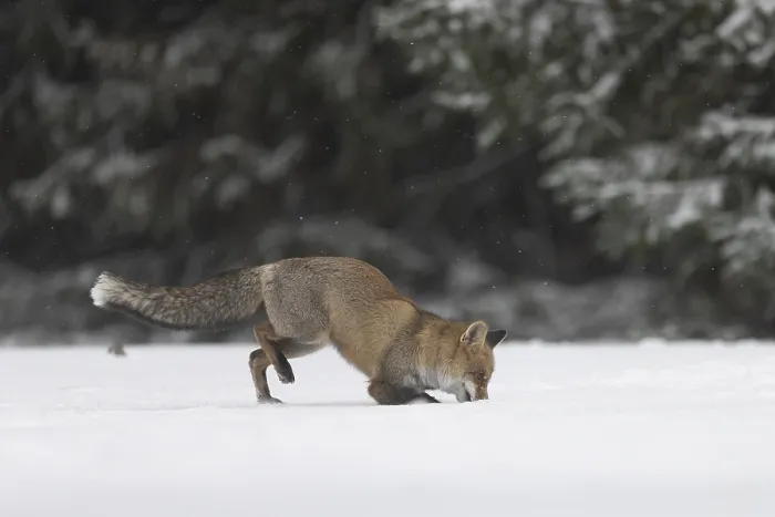 Framed Print : Red fox in the snow, Steinborn