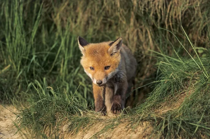 Framed Print : Red fox (Vulpes vulpes) Framed Print : Red fox (Vulpes vulpes)