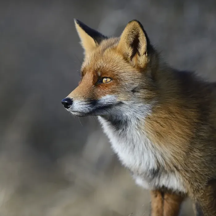 Framed Print : Red fox (Vulpes vulpes), alert Framed Print : Red fox (Vulpes vulpes), alert