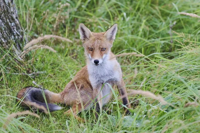 Framed Print : Red fox (Vulpes vulpes), Amsterdam, NIederlande