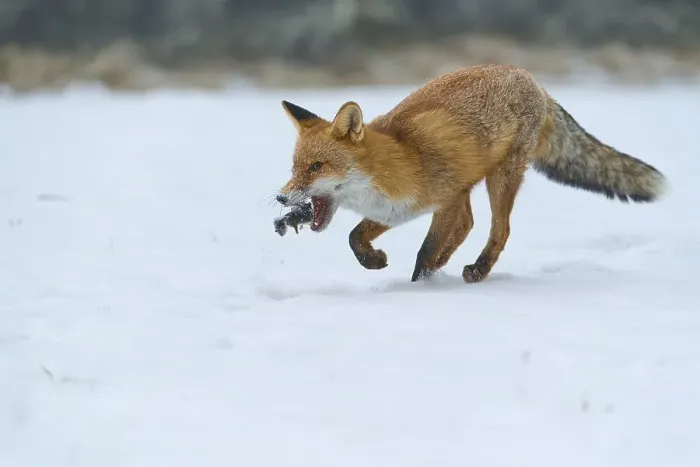 Framed Print : Red fox (Vulpes vulpes), with captured mouse on snow-covered meadow