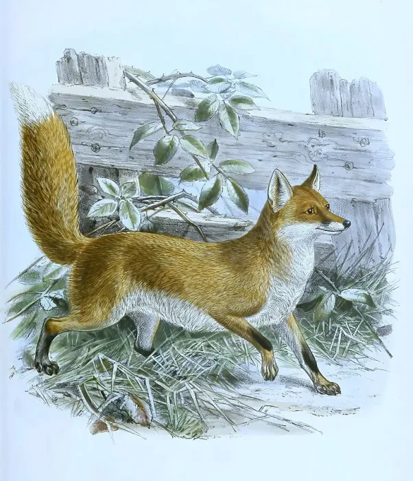 Framed Print : Red fox (Vulpes vulpes), common red fox Framed Print : Red fox (Vulpes vulpes), common red fox
