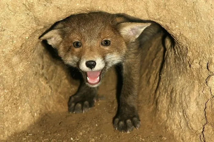 Framed Print : Red Fox (vulpes vulpes), Cub calling at Den Entrance