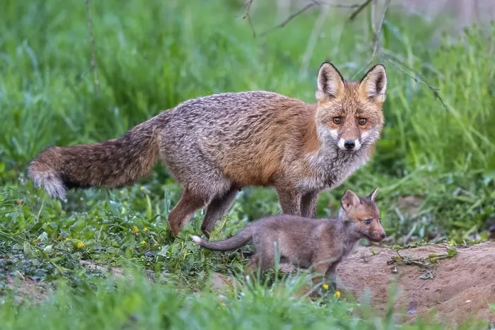Framed Print : Red fox (Vulpes vulpes), female with young
