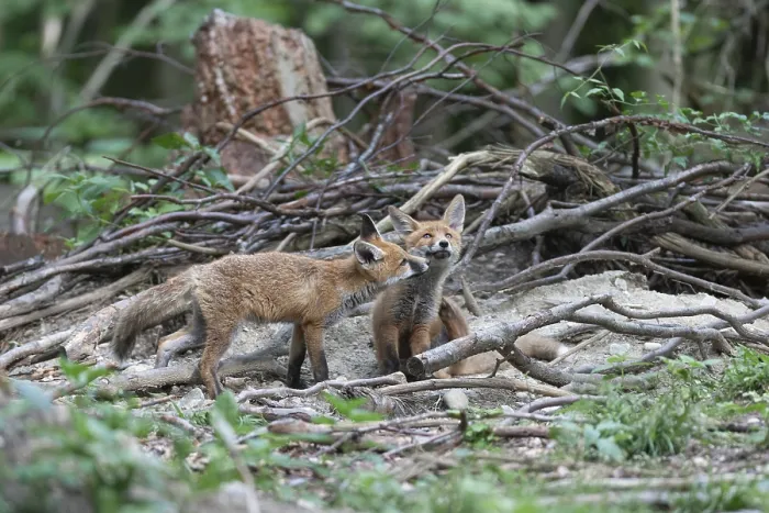 Framed Print : Red fox (Vulpes vulpes) fox cubs