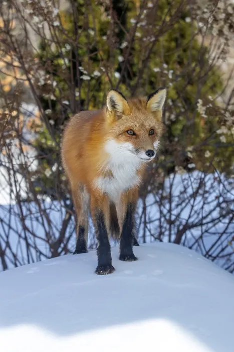 Framed Print : Red fox (vulpes vulpes), Fox standing on the snow and looking ahead