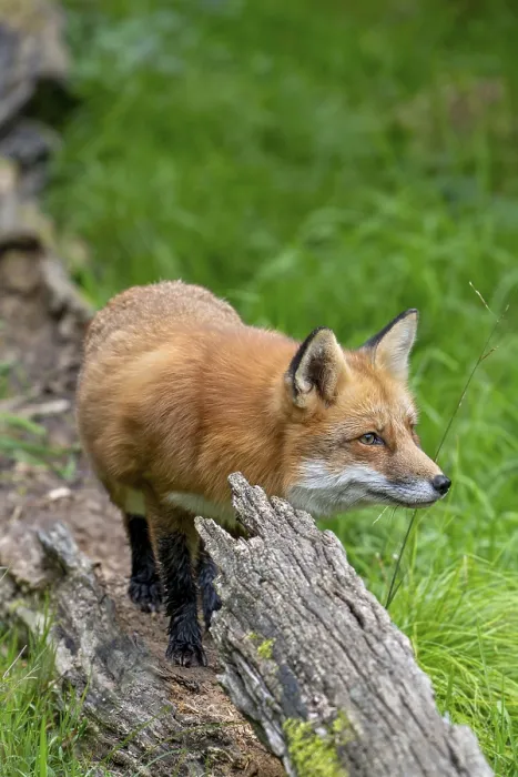 Framed Print : Red fox (Vulpes vulpes) hunting in grassland