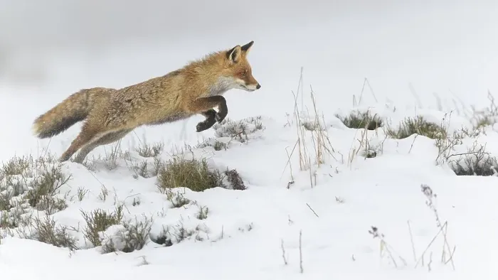 Framed Print : Red fox (Vulpes vulpes), jumping