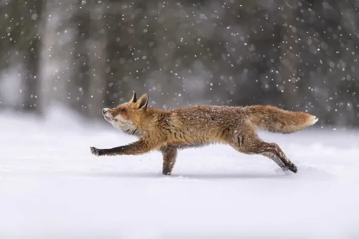 Framed Print : Red fox (Vulpes vulpes), jumping in a snowy landscape with snowfall