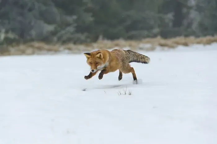 Framed Print : Red fox (Vulpes vulpes), jumps while catching mice on snow-covered meadow