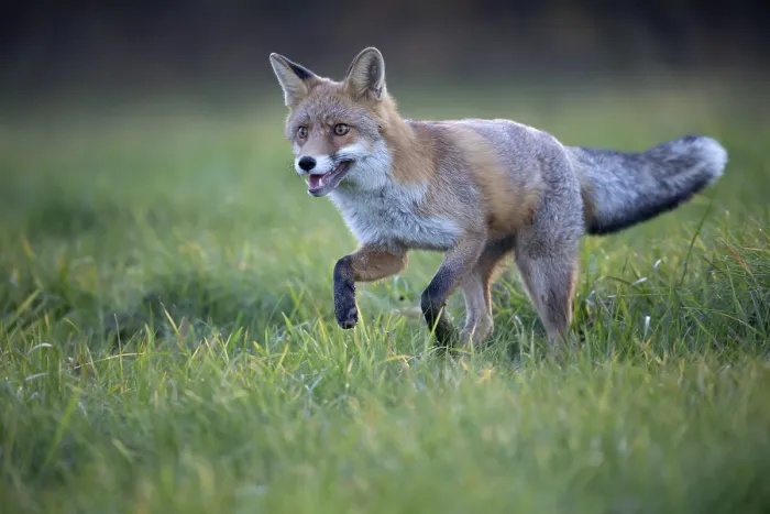 Framed Print : Red fox (Vulpes vulpes) in a meadow Framed Print : Red fox (Vulpes vulpes) in a meadow