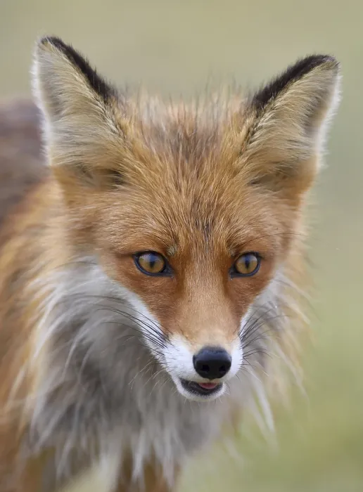 Framed Print : Red fox (Vulpes vulpes), portrait
