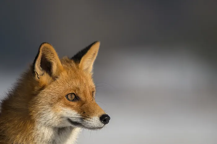 Framed Print : Red Fox (Vulpes vulpes), portrait Framed Print : Red Fox (Vulpes vulpes), portrait